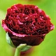 Семена Мак декоративный 'Black Beauty', Papaver somniferum 10 шт/уп - изображение 2