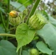 Семена Канатник декоративный, Abutilon theophrasti 10 шт/уп - изображение 2