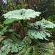 Насіння Гуннера інсигніс, Gunnera insignis 5 шт/уп - зображення 3