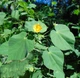 Семена Канатник декоративный, Abutilon theophrasti 10 шт/уп - изображение 3
