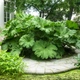 Насіння Гуннера інсигніс, Gunnera insignis 5 шт/уп - зображення 4