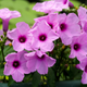 Семена Ипомея мавританская, Ipomoea mauritiana 3 шт/уп - изображение 1
