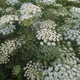 Семена Амми большая, Ammi majus 10 шт/уп - изображение 1