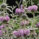 Семена Зопник пурпурный, Phlomis purpurea 5 шт/уп - изображение 2