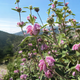 Семена Зопник пурпурный, Phlomis purpurea 5 шт/уп - изображение 4