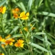 Семена Бархатцы блестящие, Tagetes lucida 10 шт/уп - изображение 2