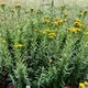 Семена Бархатцы блестящие, Tagetes lucida 10 шт/уп - изображение 3