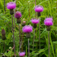 Семена Бодяк разнолистный, Cirsium heterophyllum 10 шт/уп - изображение 3