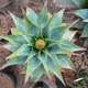 Семена Алоэ Пратенсис, Aloe pratensis 3 шт/уп - изображение 1