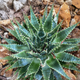 Семена Алоэ Пратенсис, Aloe pratensis 3 шт/уп - изображение 3