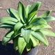 Семена Агава Аттенуата (Лисохвостная), Agave attenuata 3 шт/уп - изображение 2
