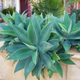 Семена Агава Аттенуата (Лисохвостная), Agave attenuata 3 шт/уп - изображение 4