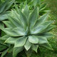 Семена Агава Аттенуата (Лисохвостная), Agave attenuata 3 шт/уп - изображение 5