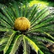 Семена Гималайский саговник, цикас, Cycas pectinata 1 шт/уп - изображение 1
