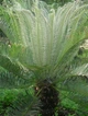 Семена Гималайский саговник, цикас, Cycas pectinata 1 шт/уп - изображение 2