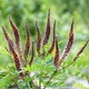 Семена Аморфа кустарниковая, Amorpha fruticosa 10 шт/уп - изображение 1