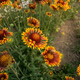 Семена Гайлардия крупноцветковая 'Arizona Sun', Gaillardia x grandiflora 5 шт/уп - изображение 5