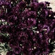 Семена Василек однолетний 'Black Ball', Centaurea cyanus 10 шт/уп - изображение 4