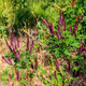 Семена Аморфа кустарниковая, Amorpha fruticosa 10 шт/уп - изображение 7