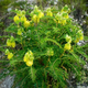 Семена Астрагал шерстистоцветковый, Astragalus dasyanthus 10 шт/уп - изображение 2