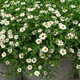 Семена Цинния линейная 'Tropic Snow', Zinnia linearis 10 шт/уп - изображение 4