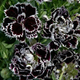 Насіння Гвоздика китайська Геддевіга 'Black & White', Dianthus chinensis 10 шт/уп - зображення 3