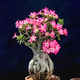Семена Адениум тучный, Пустынная роза, Adenium obesum, 3 шт/уп - изображение 1