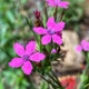 Насіння Гвоздика армерієподібна, Dianthus armeria 20 шт/уп - зображення 1