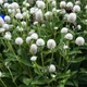Семена Гомфрена белая, Gomphrena globosa 10 шт/уп - изображение 2