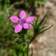 Насіння Гвоздика армерієподібна, Dianthus armeria 20 шт/уп - зображення 4