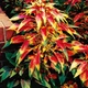 Насіння Амарант триколірний 'Perfecta', Amaranthus tricolor 10 шт/уп - зображення 1