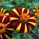 Насіння Чорнобривці відхилені 'Jolly Jester', Tagetes patula 10 шт/уп - зображення 1