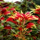 Насіння Амарант триколірний 'Perfecta', Amaranthus tricolor 10 шт/уп - зображення 3