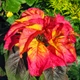 Насіння Амарант триколірний 'Flaming Fountain', Amaranthus tricolor 10 шт/уп - зображення 1
