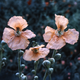 Насіння Мак колосистий, Papaver spicatum 10 шт/уп - зображення 1