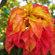 Насіння Амарант триколірний 'Flaming Fountain', Amaranthus tricolor 10 шт/уп - зображення 3