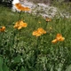 Насіння Мак колосистий, Papaver spicatum 10 шт/уп - зображення 4