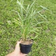 Куничник Overdam (вейник остроцветковый) декоративный злак Calamagrostis саженец в горшке 1.5 л - изображение 5
