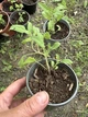 Шавлія лікарська "Salvia officinālis" - изображение 3