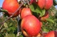 Яблуня "Рубін Стар" - зображення 1