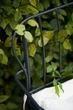 2-місний диван, садовий, сірий IKEA LÄCKÖ 505.227.33 - изображение 4