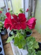 Плющелистная (ампельная) пеларгония Karolina Dark Red, подрощенное цветущее растение в горшке 400 мл - изображение 2