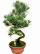 Бонсай Сосна Pinus Parvifolia в кераміці (18/45-50) - изображение 1