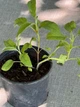 Шавлія лікарська "Salvia officinālis" - изображение 5