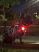 RGB ліхтарик WAUDOG LED DOG LIGHT для собак та котів - зображення 15