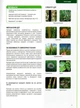 Фунгіцид Руна 12мл, ProtectOn - зображення 4