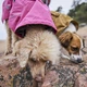 Дощовик для собак Hurtta Monsoon coat II ECO Рожевий 35 - изображение 5