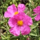 Семена Ладанник складчатый, Cistus crispus 10 шт/уп - изображение 2