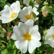 Насіння Чист Шавлієвий, Cistus salviifolius 10 шт/уп - зображення 2