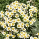 Насіння Маруна цинерарієлиста, Pyrethrum cinerariifolium 10 шт/уп - зображення 2